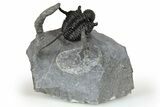 Bumpy Cyphaspis Trilobite - Top Quality Specimen #267334-1